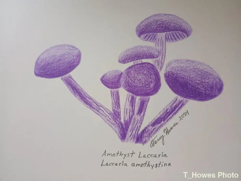 Amethyst Laccaria Print