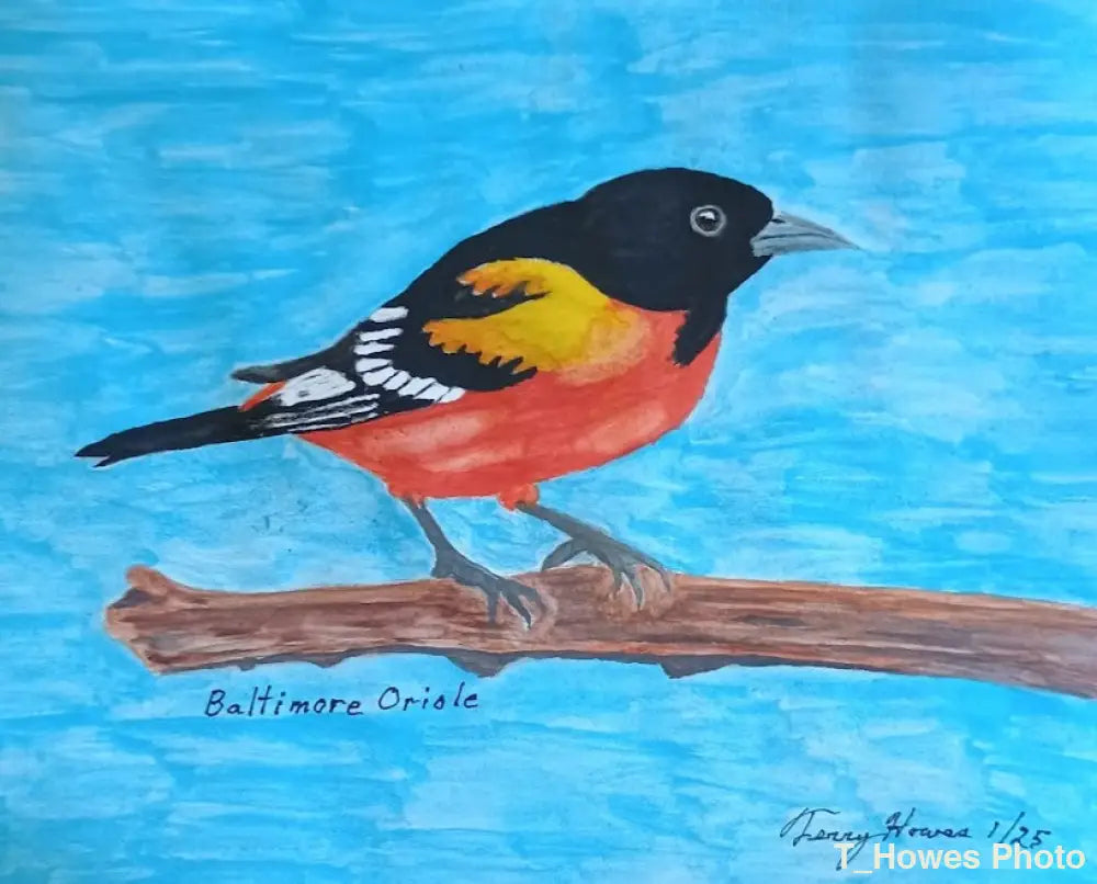 Baltimore Oriole Print