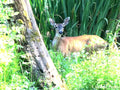Black Tail Doe Photo
