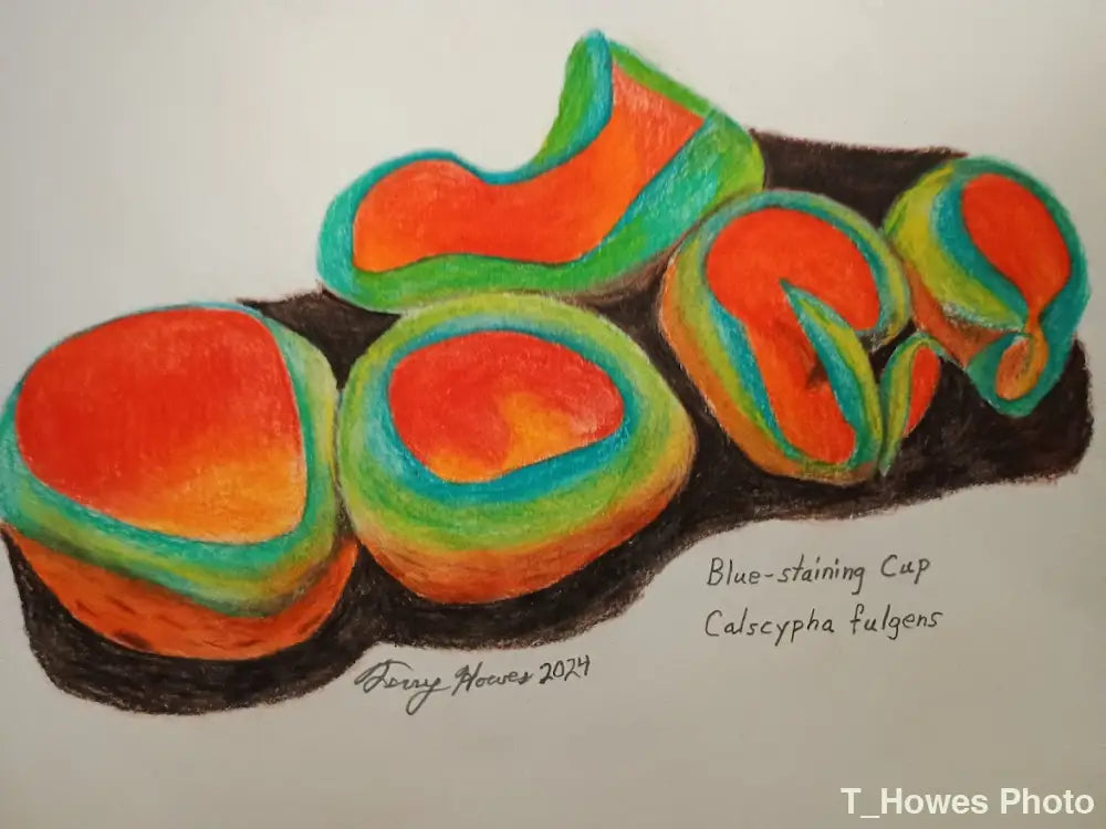 Blue-staining Orange Cup Print