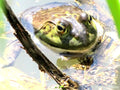 Bullfrog Photo