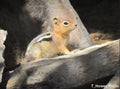 Chipmunk Photo