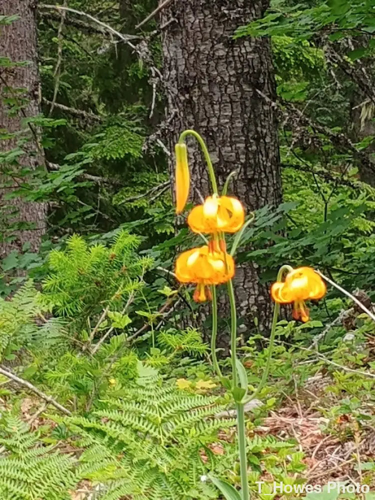 Columbia Lilly Photo
