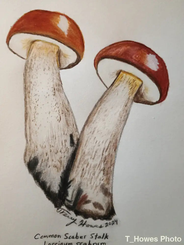 Common Scaber Stalk Print