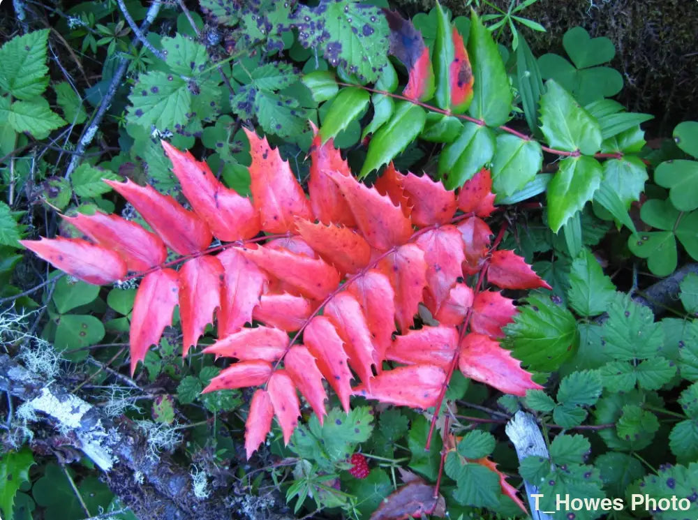 Red leaf among green foliage