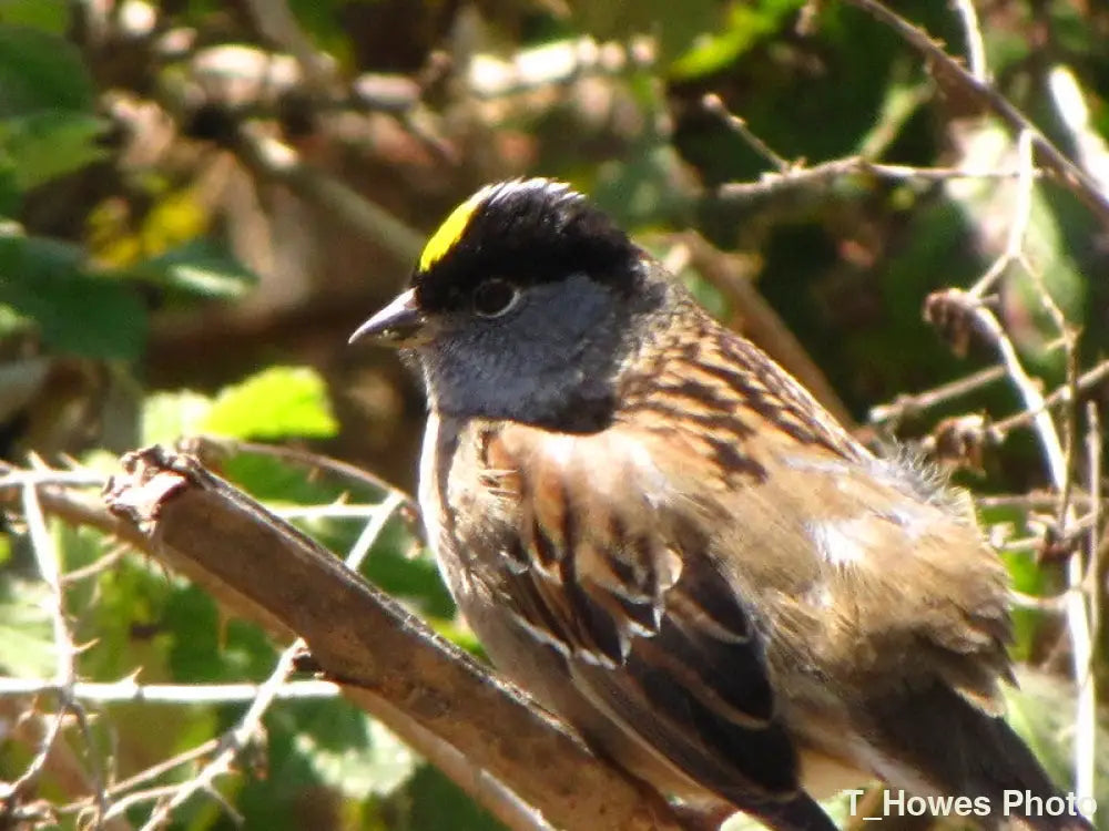 Golden Crowned Sparrow Photo