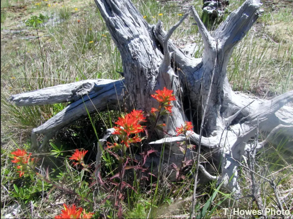 Red wildflowers growing around a gnarled tree stump in a natural setting