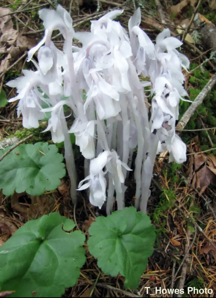 Indian Pipe Photo
