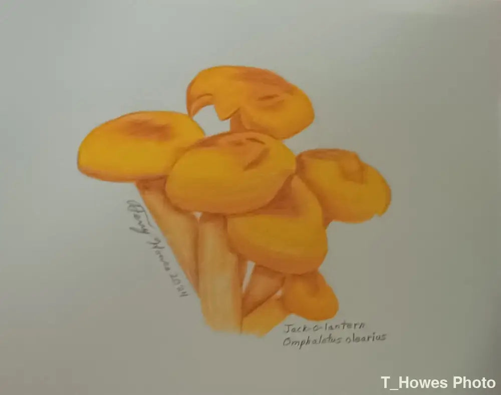 Jack O Lantern Print