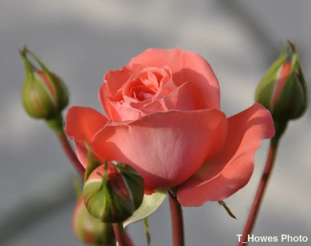 Pink Rose with Buds Photo