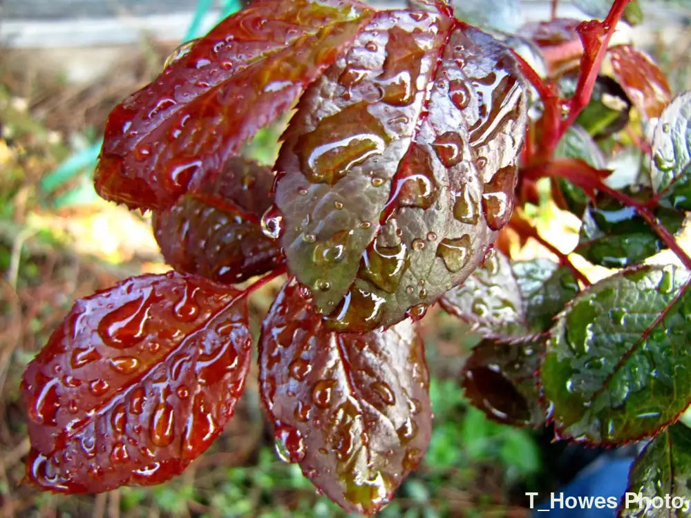 Raindrops on Rose Leaves Photo