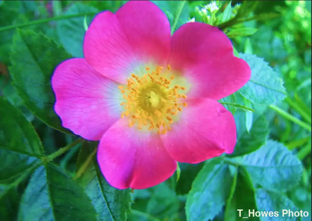 Rosa Rugosa Photo