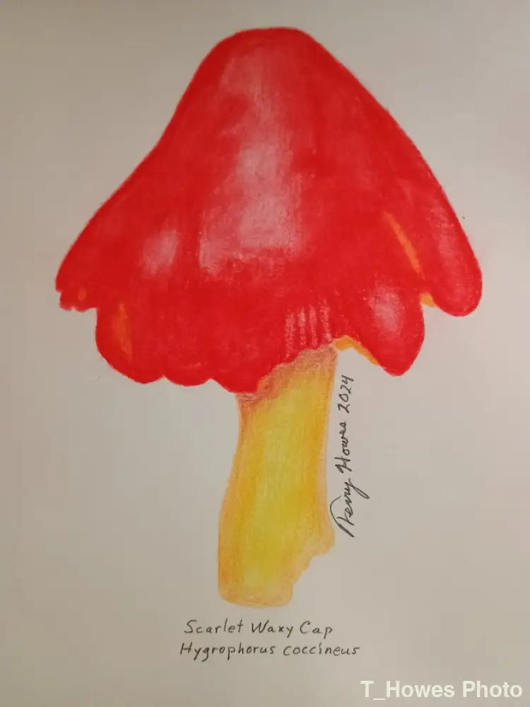 Scarlet Waxy Cap Print