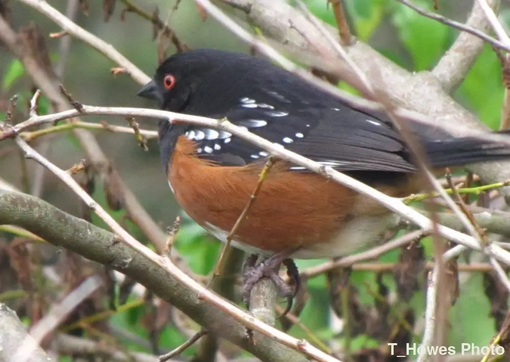 Spotted Towhee Photo