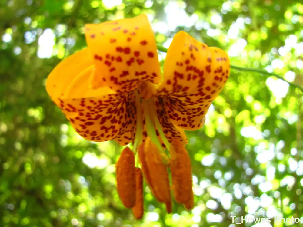 Tiger Lilly Photo