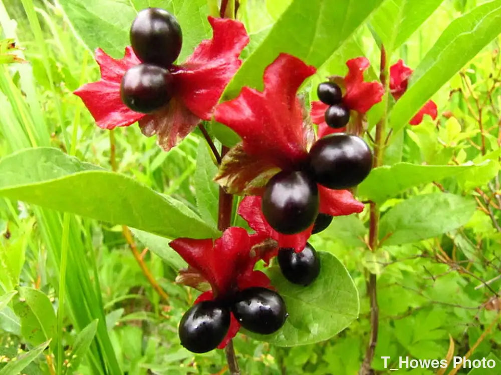 Twinberry Honeysuckle Photo