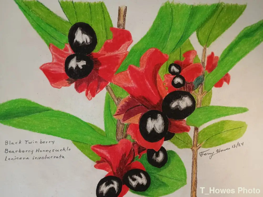 Twinberry Honeysuckle Print