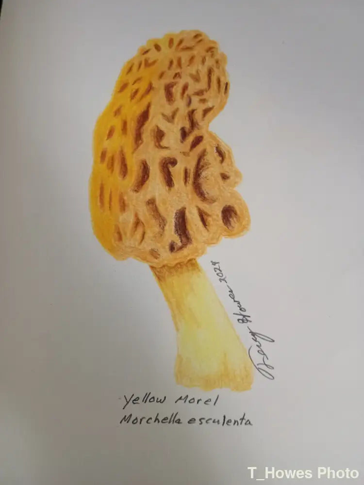 Illustration of a yellow morel mushroom on a white background