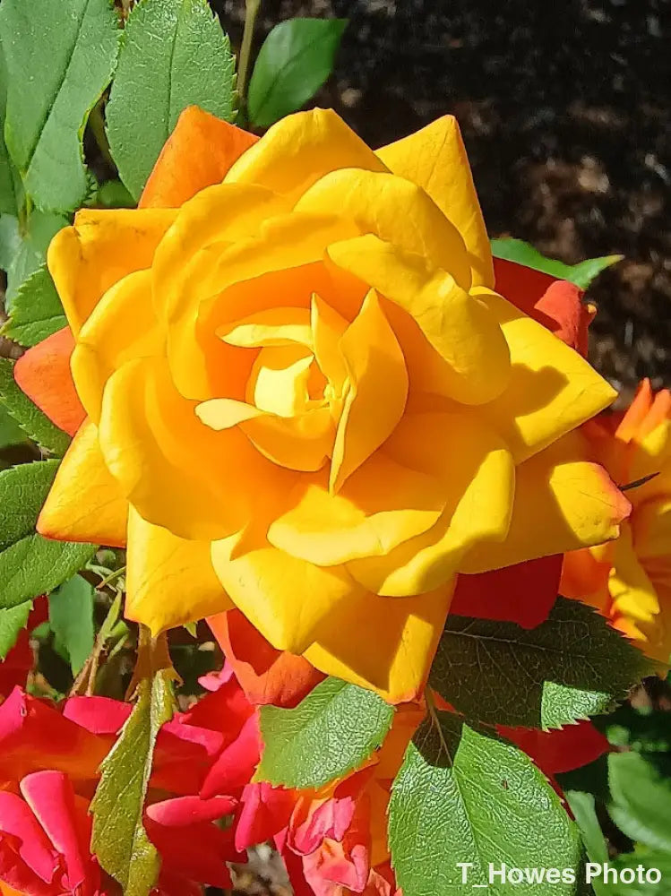 Close-up of a vibrant yellow rose with green leaves in the background