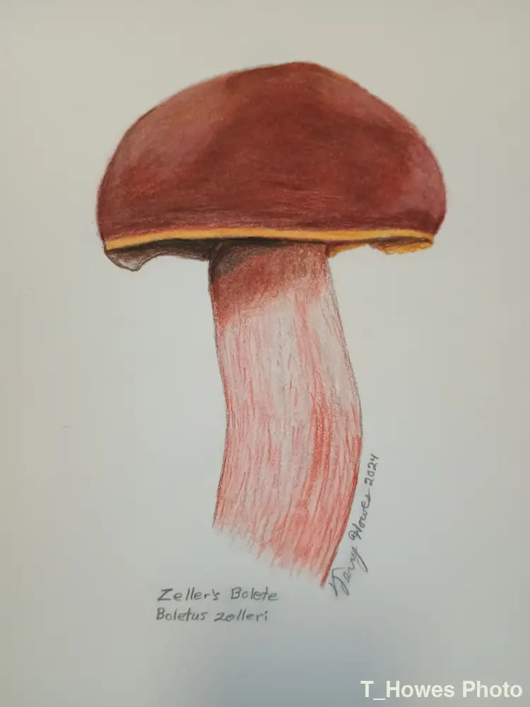 Zeller’s Bolete Print